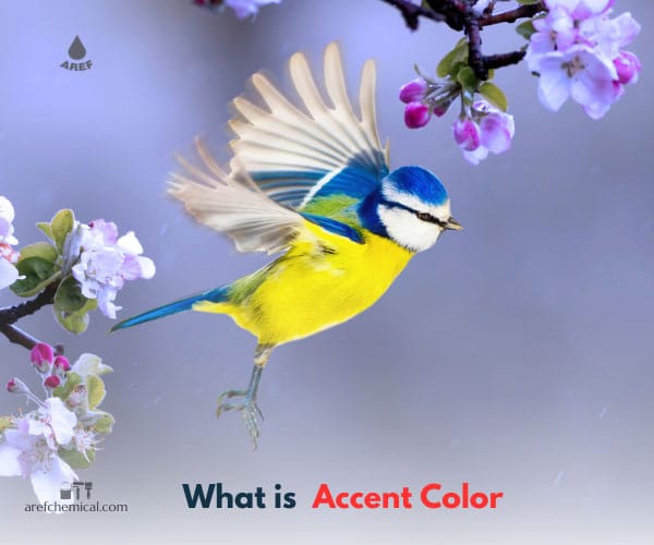 What is accent color?